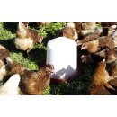 Kunststofftränke für Küken und Hühner - Kerbl 1,5 Liter