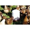 Kunststofftränke für Küken und Hühner - Kerbl 10 Liter