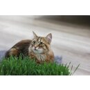 Katzengras Zuchtmischung 4er - Kerbl